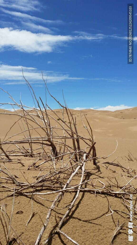 沙漠中枯枝干