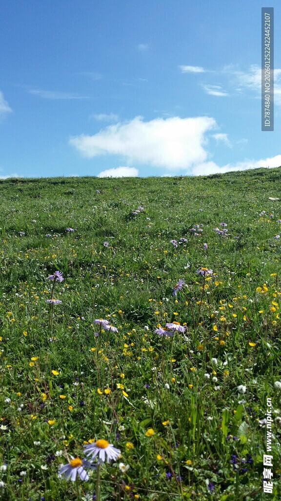 草原花海 蓝天白云美景