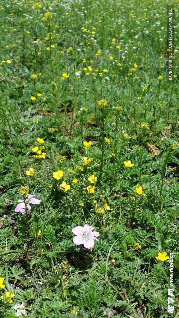 草地中的多彩小花