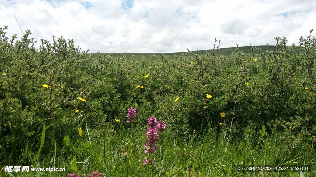 野外繁茂花草景观