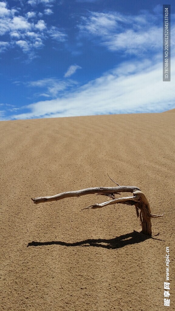 沙漠中的孤独枯木