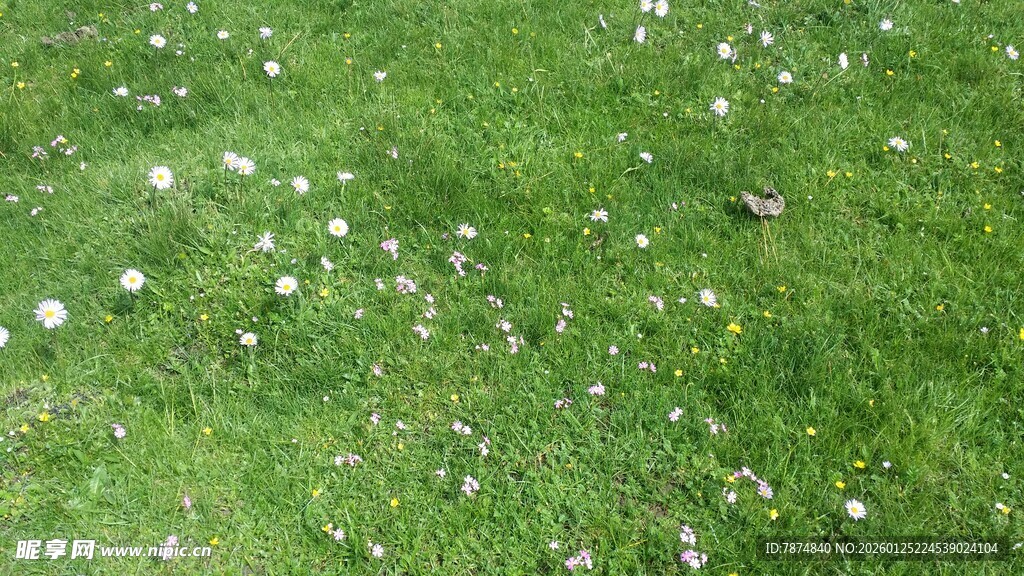 翠绿草地散布白色小花