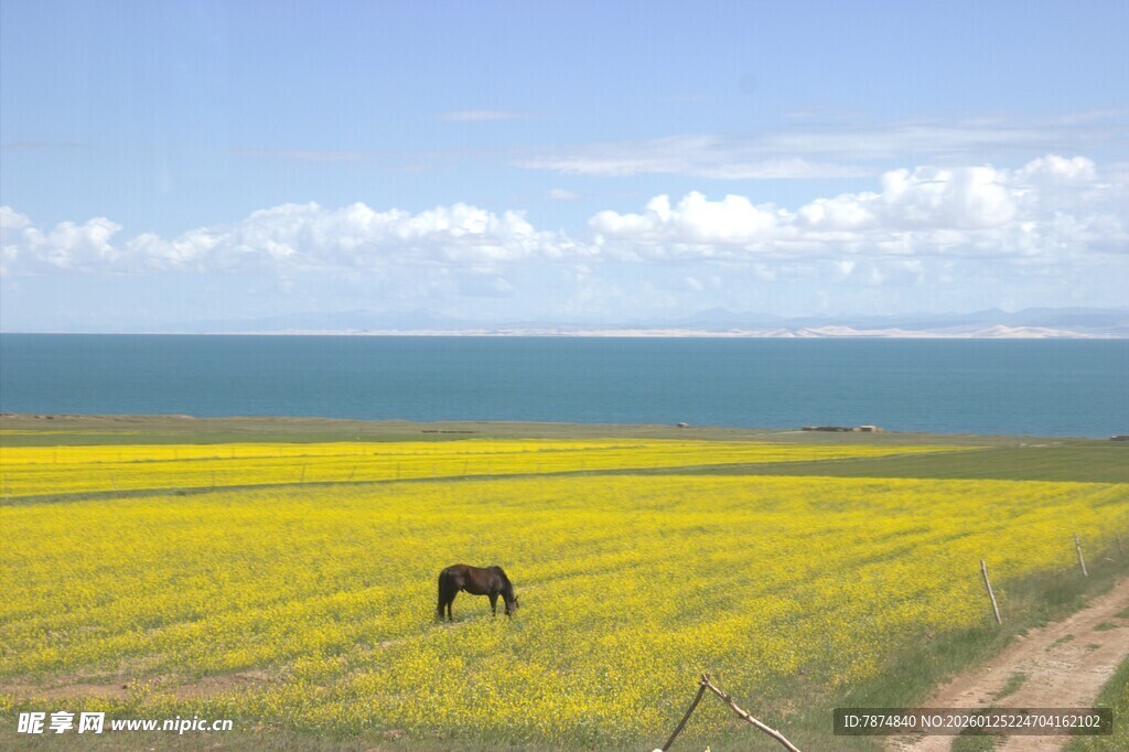 草原花海中的独行马匹