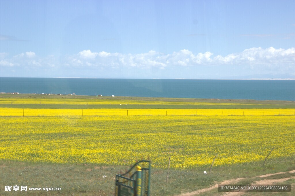 海边金黄花海美景