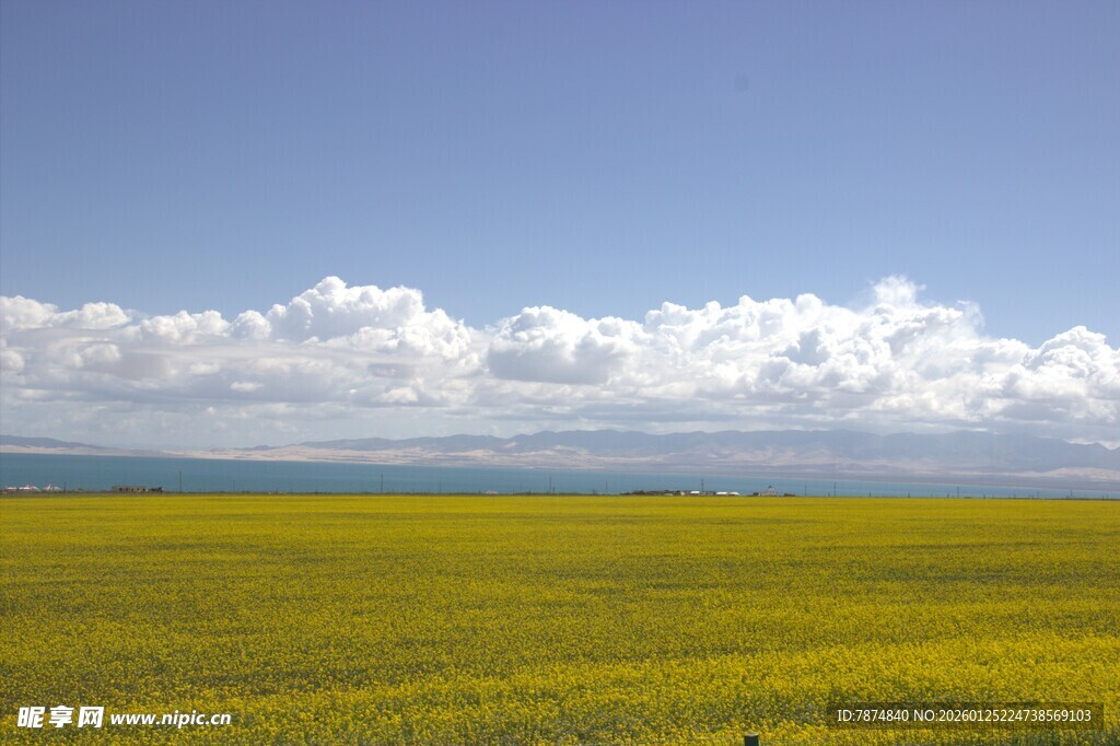 金黄花海映蓝天