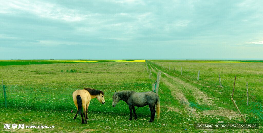 草原上两匹马悠然伫立