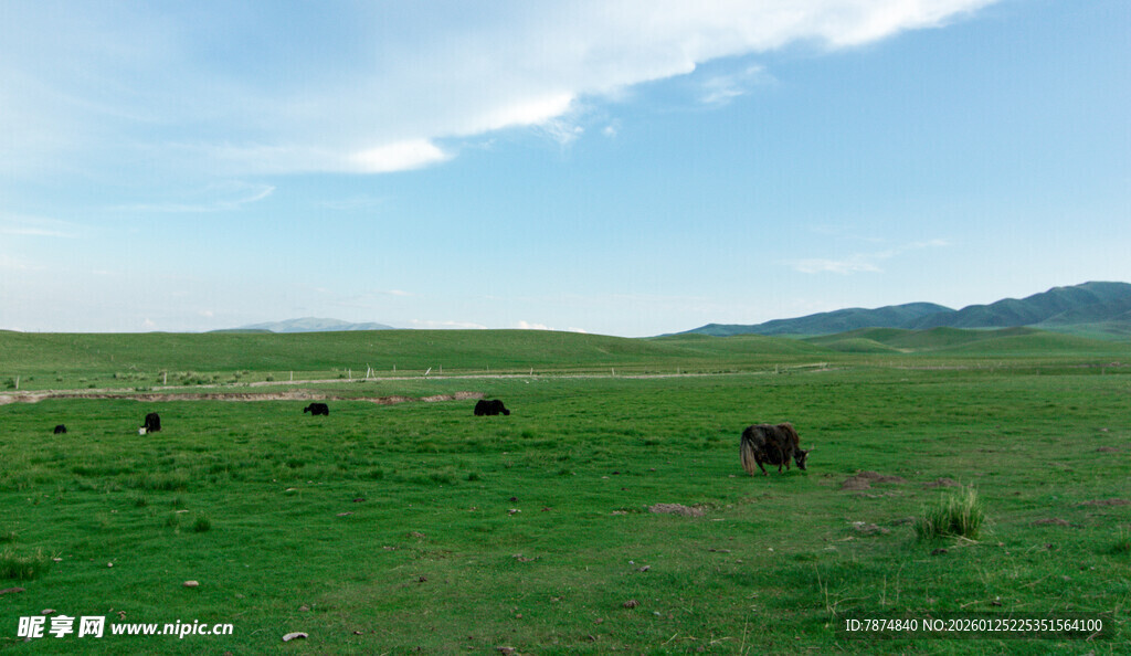 草原牧场景色