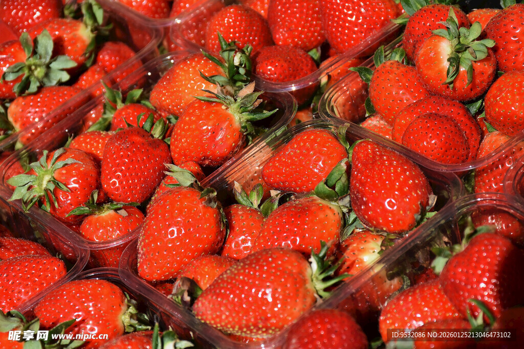 新鲜饱满的草莓果实