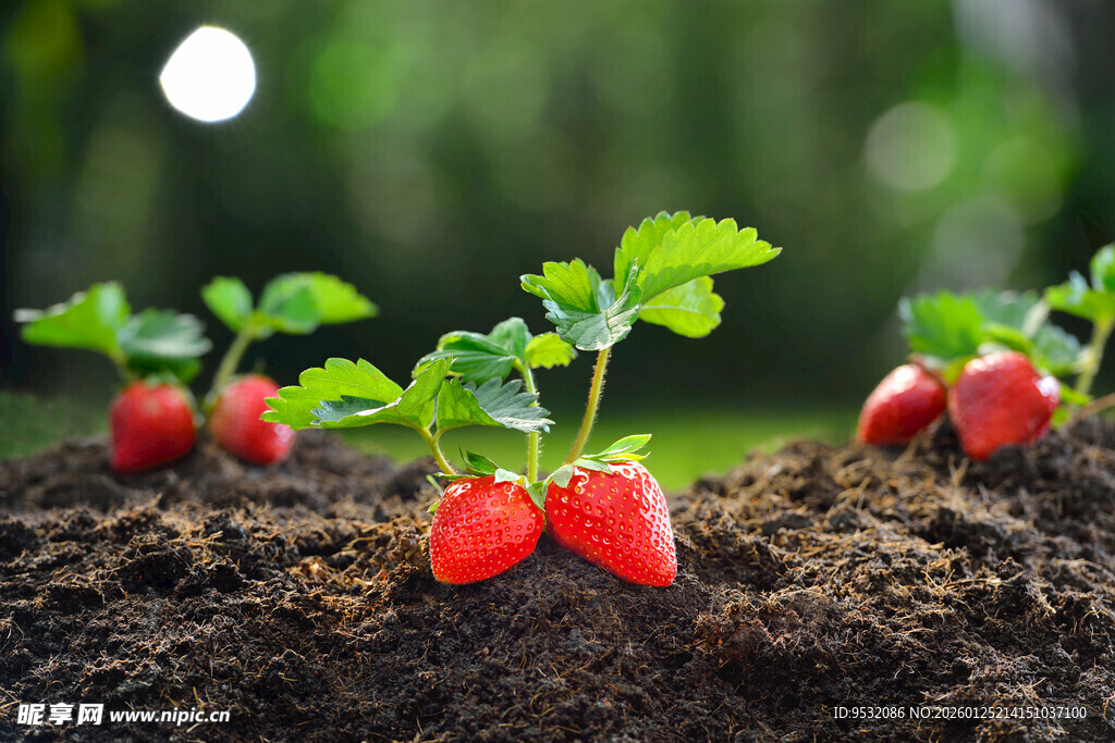 草莓幼苗扎根泥土