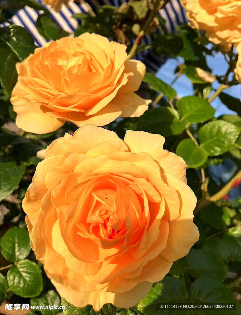 娇艳黄玫瑰绽放