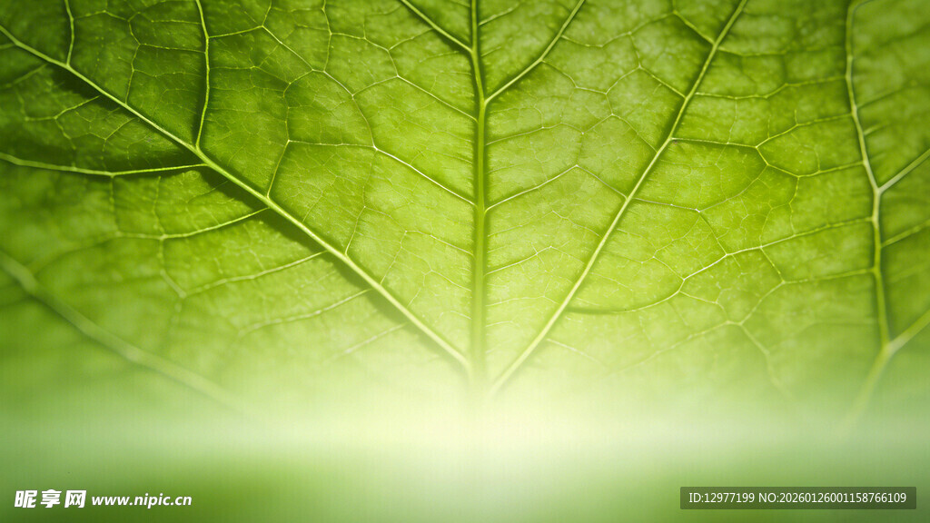 翠绿叶片的自然光影之美