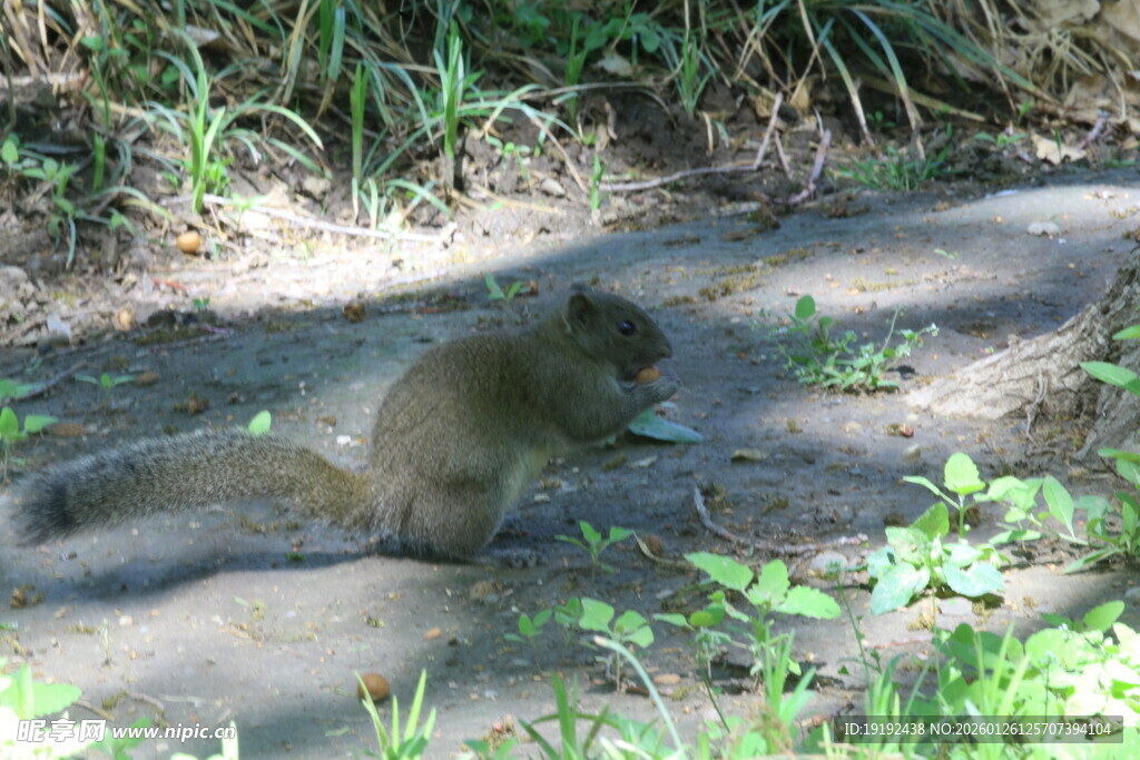 小松鼠  