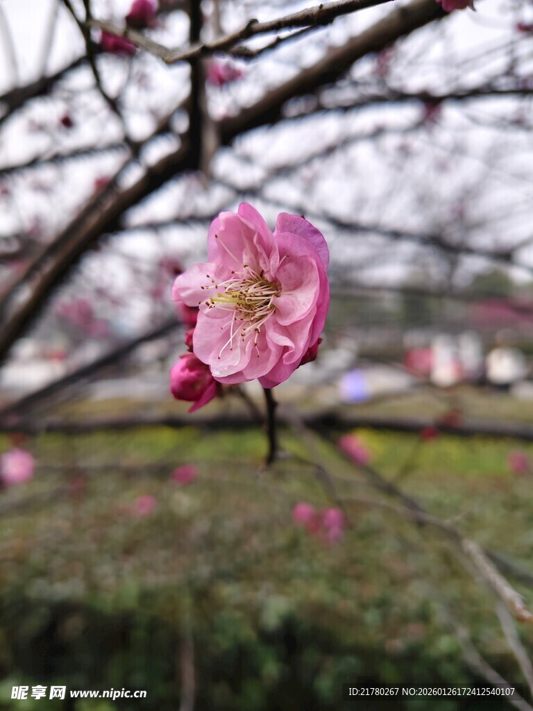 枝头绽放的娇艳粉色梅花