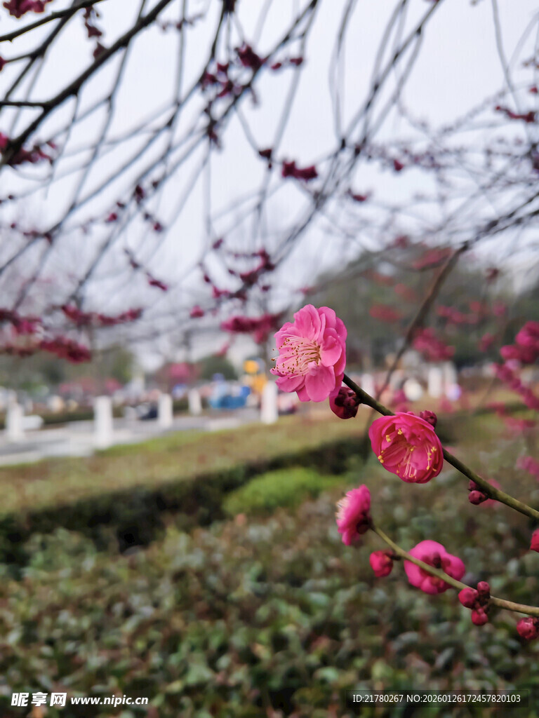 粉色梅花