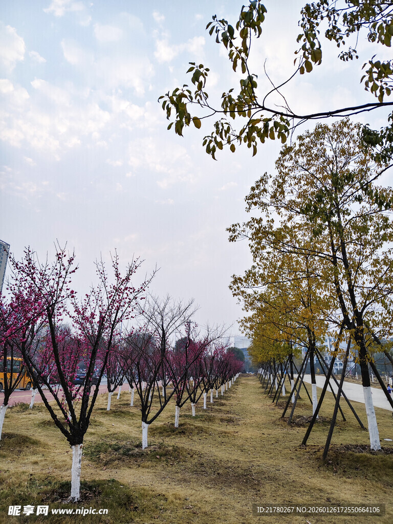 多彩树木梅花树