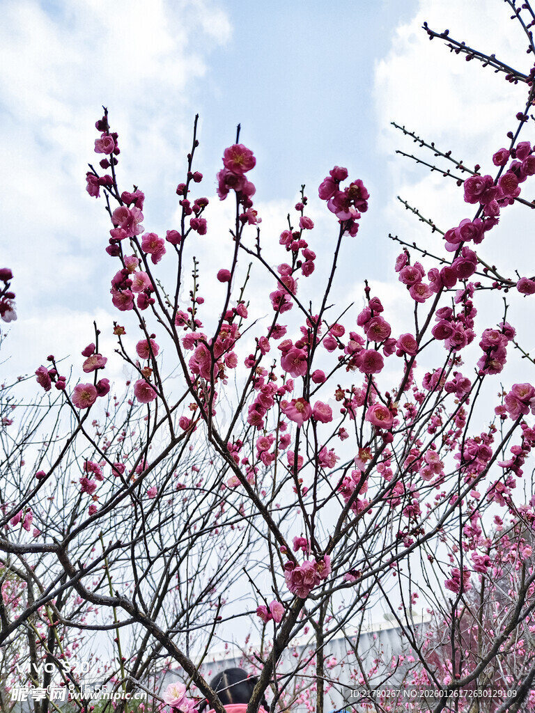 枝头绽放的艳丽红梅