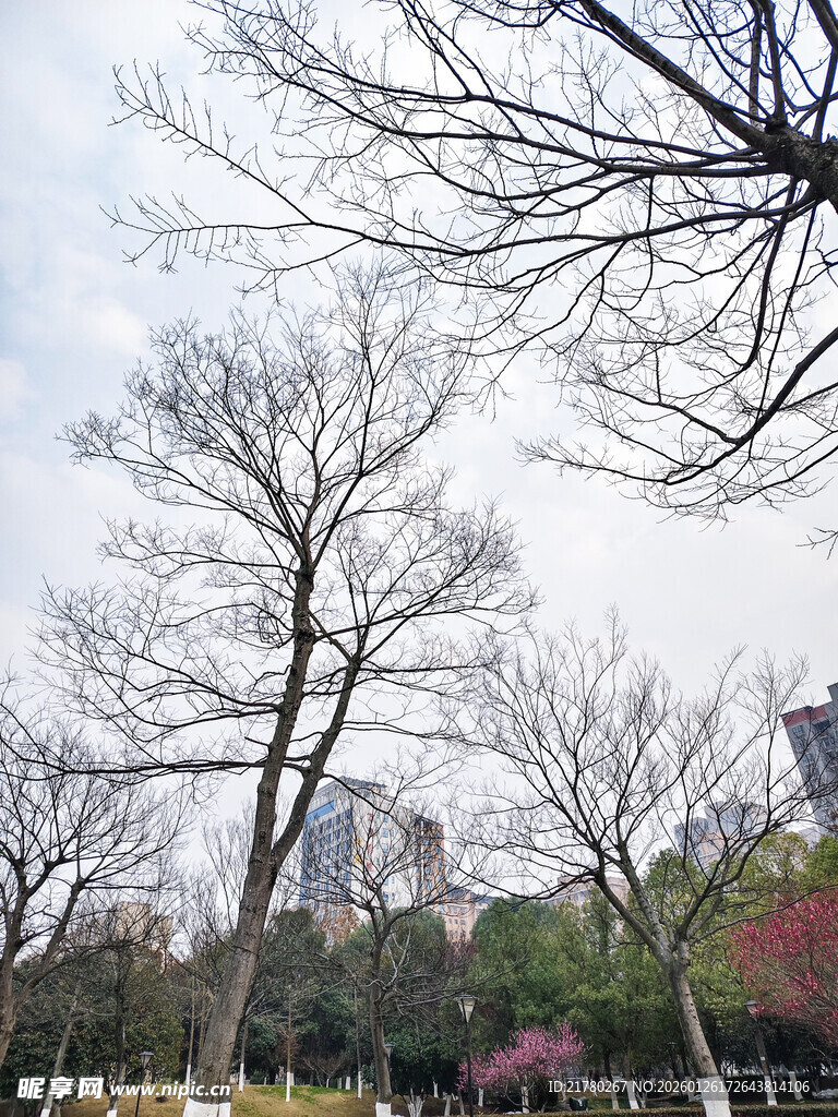 冬日枯树与远处繁花景象