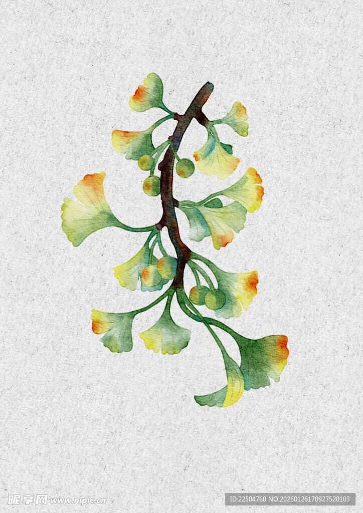 水彩绘银杏枝叶