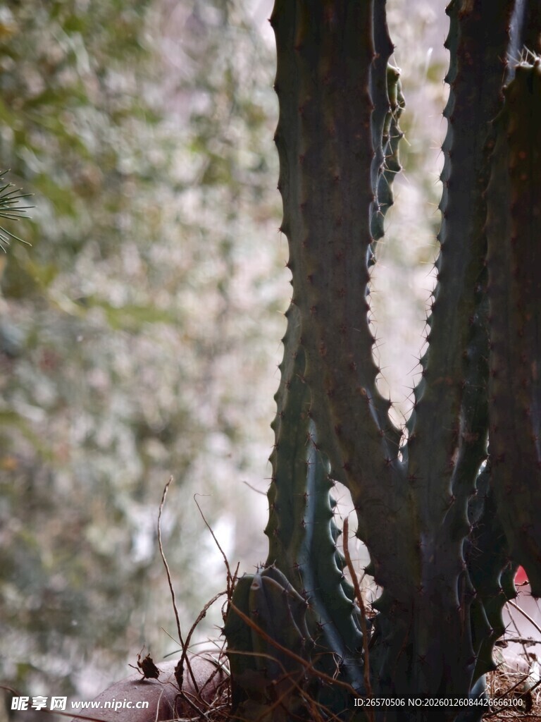 树干上的独特菌类生长痕迹