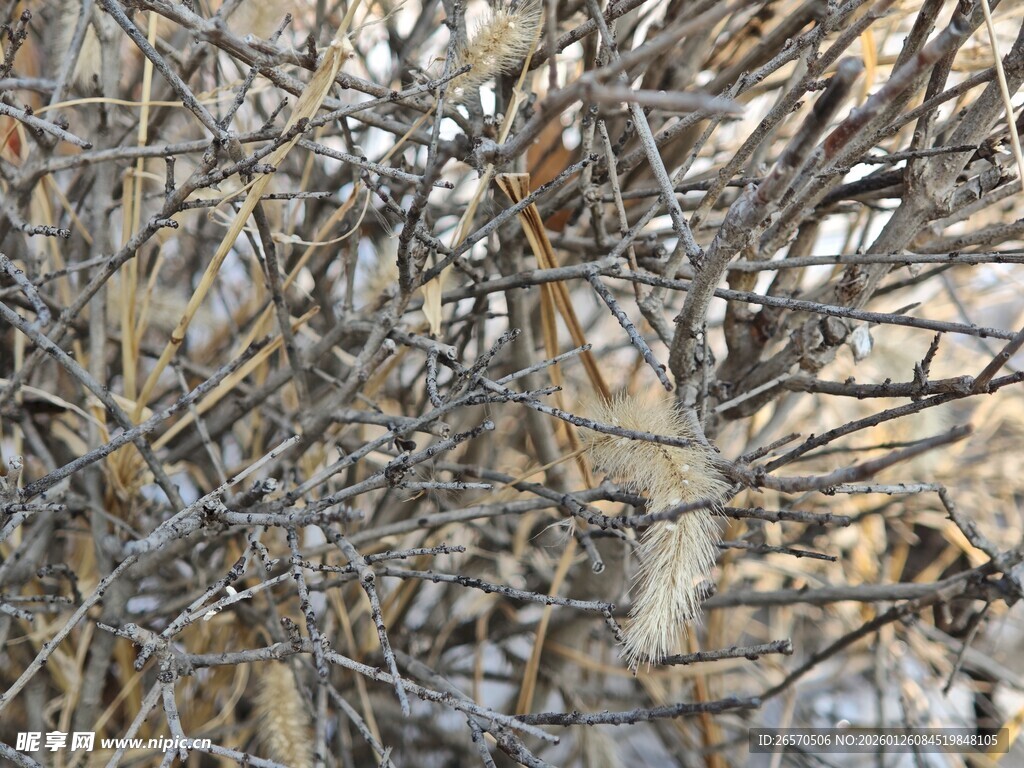 冬日枯树枝特写