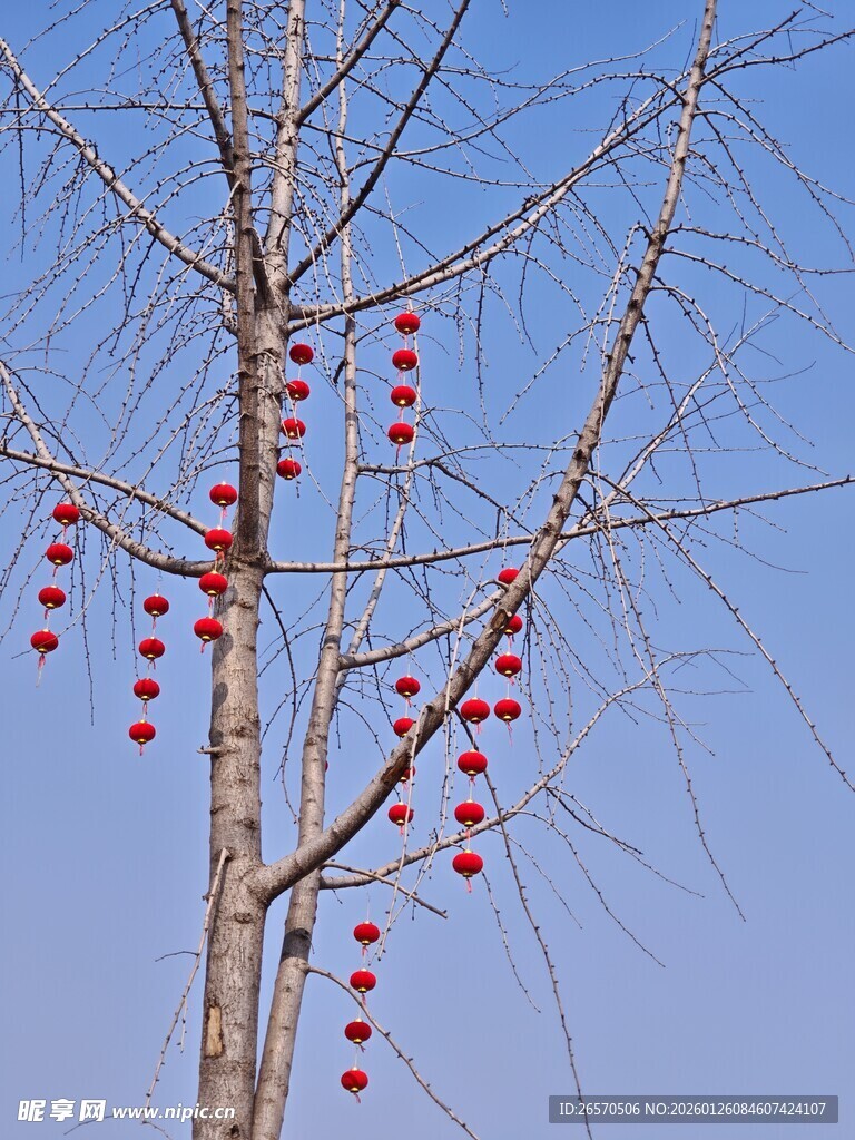 树枝挂红灯笼喜庆景象