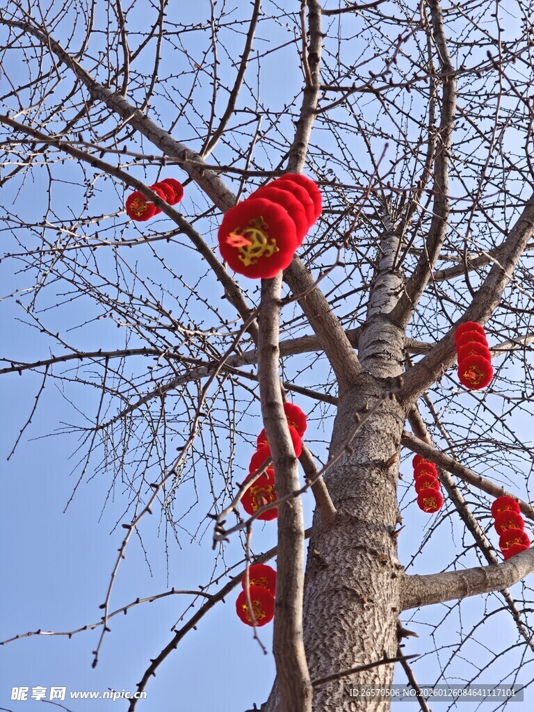 树枝挂红灯笼迎佳节