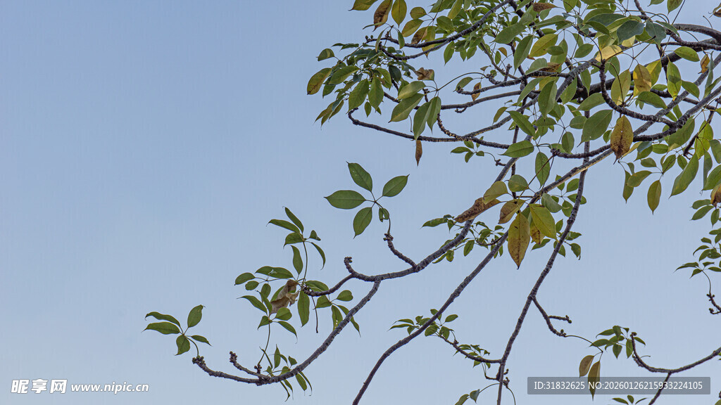 枝头绿叶映蓝天
