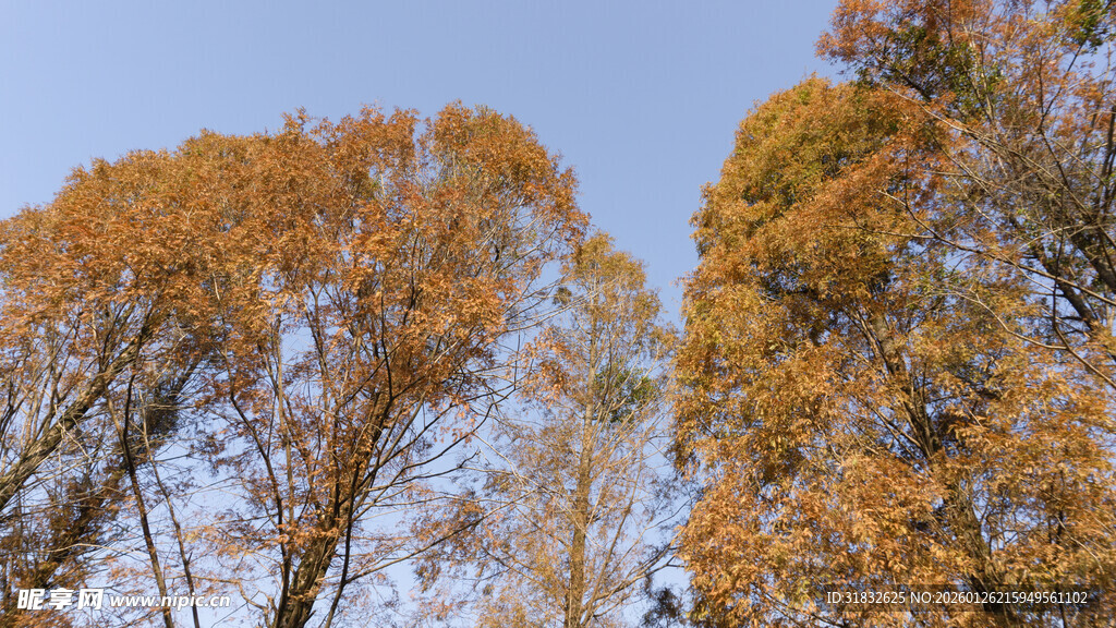 秋日金黄树林美景