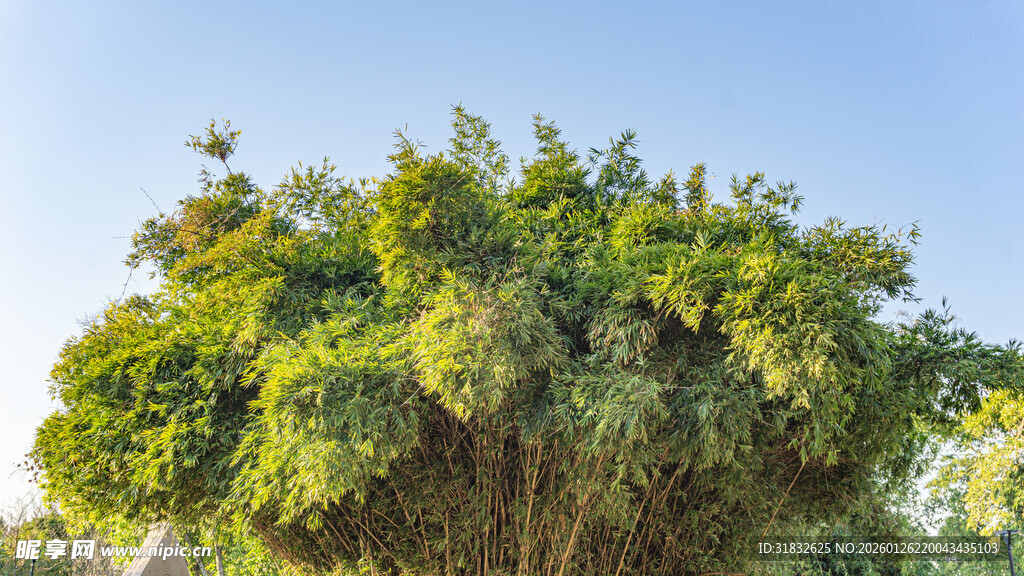 茂盛绿植 展现自然生机