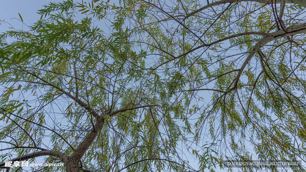 垂柳枝头绿意盎然