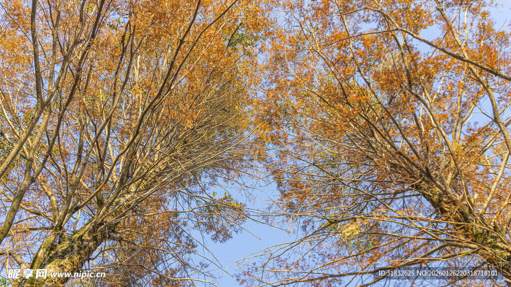秋日林间树梢的斑斓景致