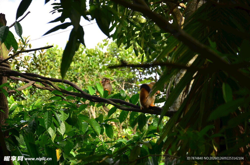 繁茂绿植中的隐秘景象
