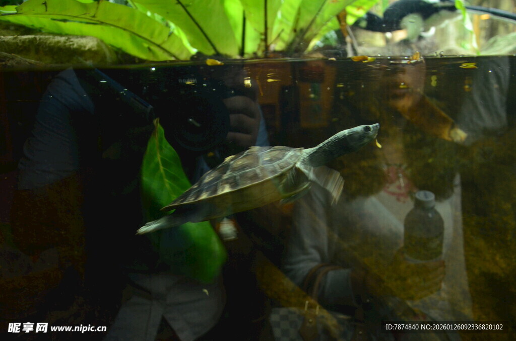 缸中游动的可爱小乌龟