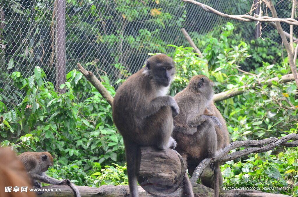 树枝上的几只猴子