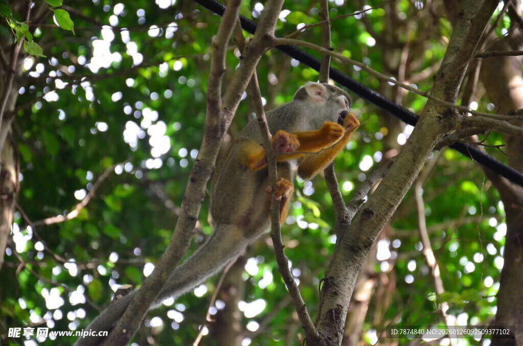 树上悬挂的彩色松鼠