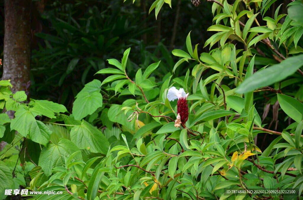 丛林中的艳丽奇特花朵