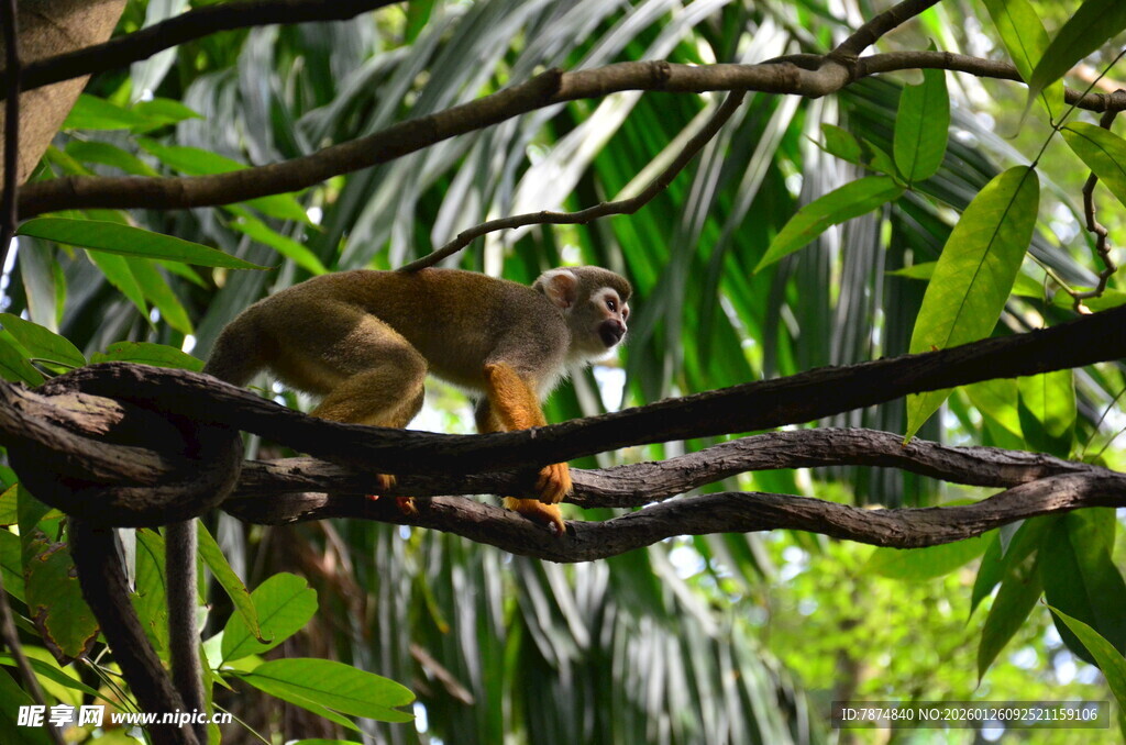 树枝上的松鼠猴