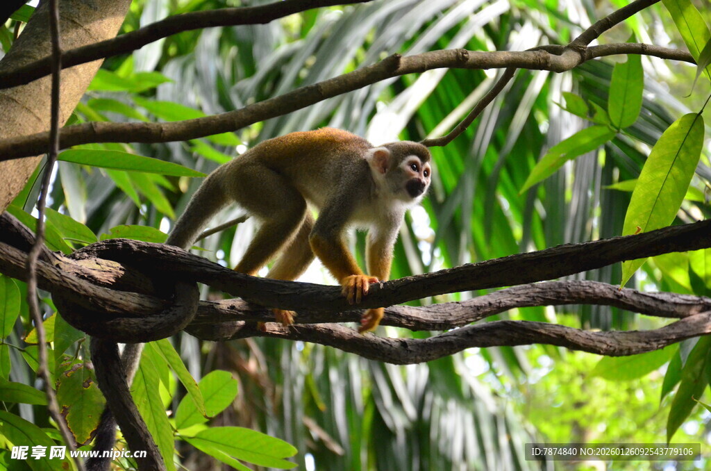 松鼠猴栖息于繁茂树枝间
