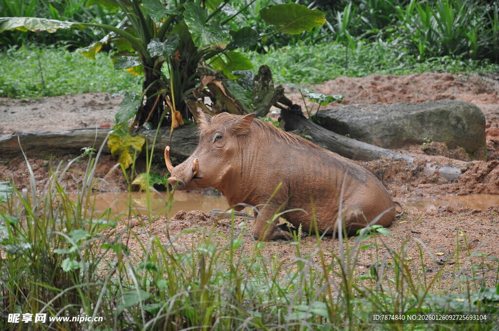 野外休憩的疣猪