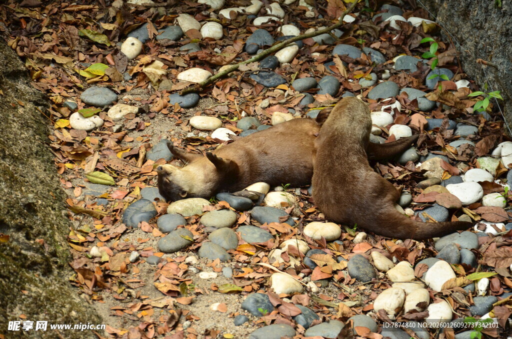林间松鼠在落叶石子间