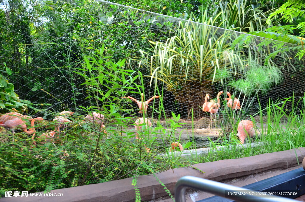 丛林中的野生动物景观