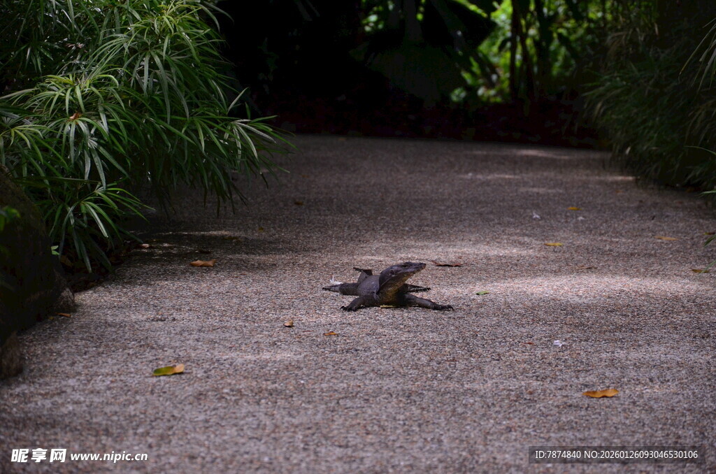 小路上的蜥蜴