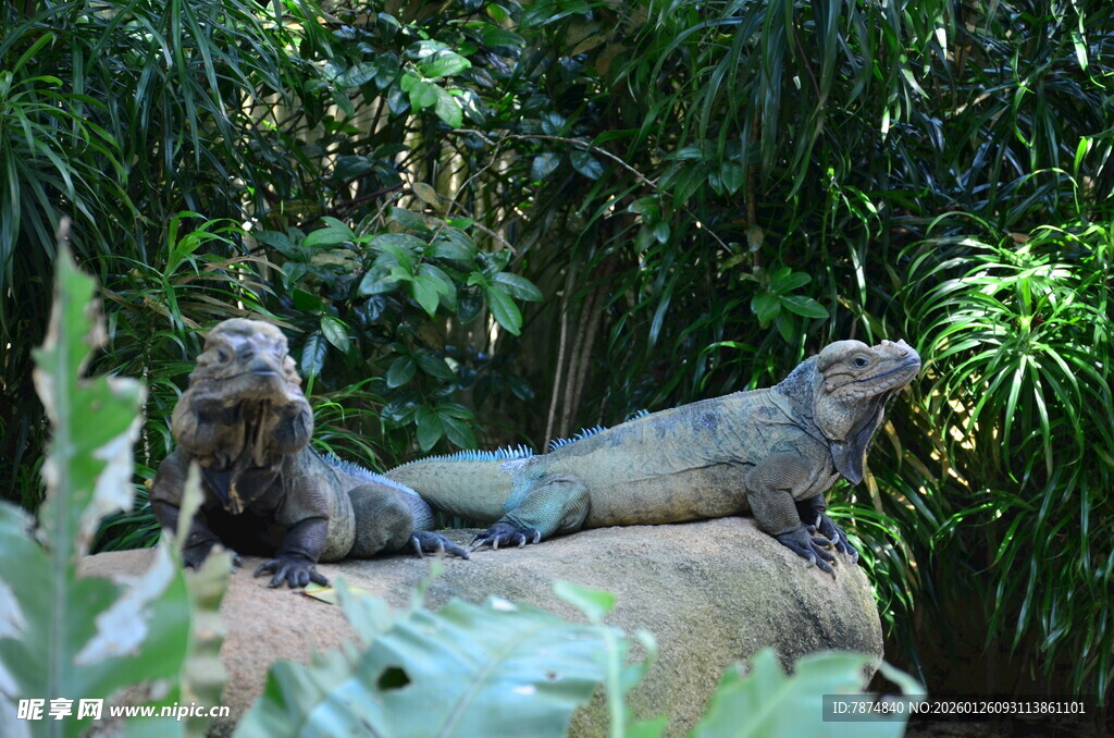蜥蜴栖息于绿植环绕之地