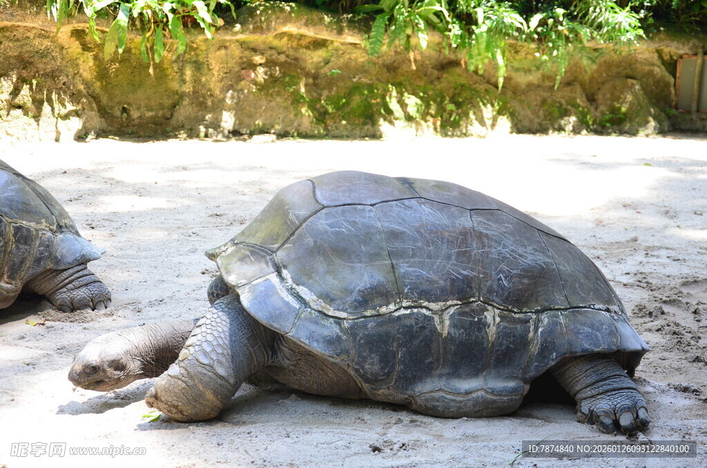 沙滩上的大乌龟