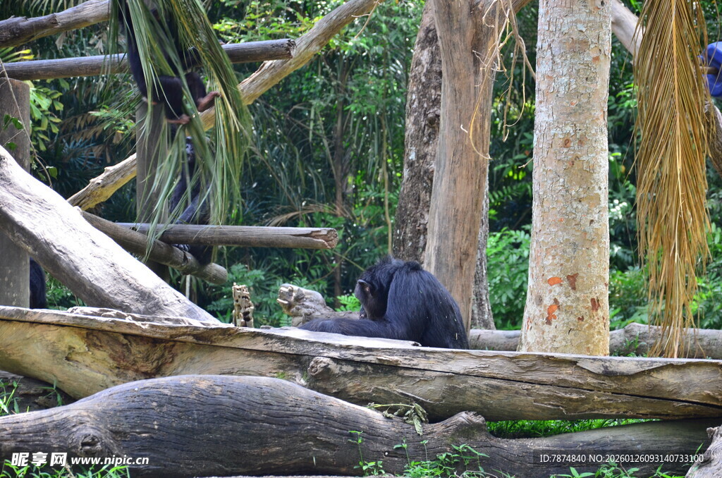 林中黑猩猩独坐木旁