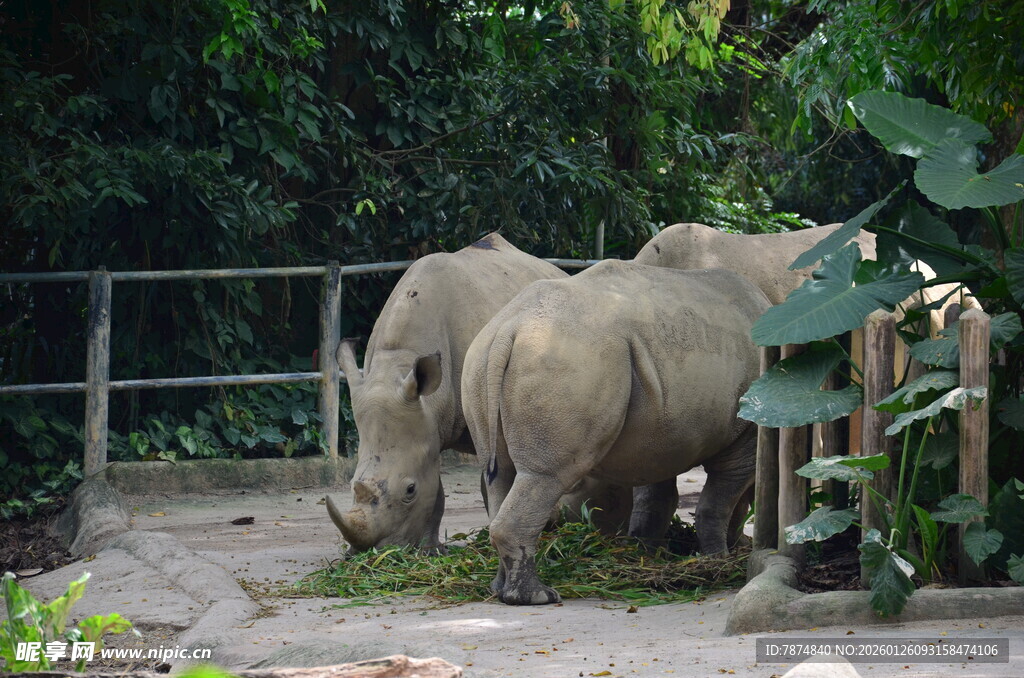 围栏内的几只犀牛