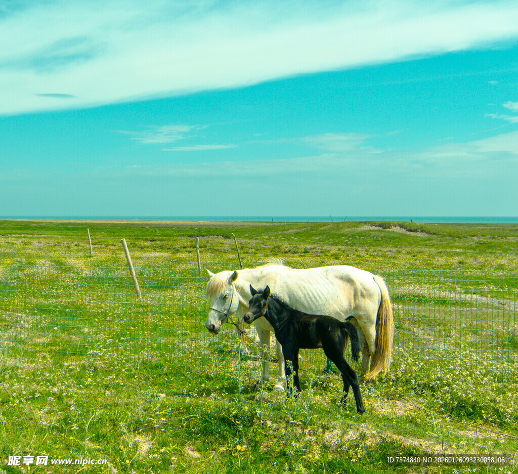 草原上的两匹马