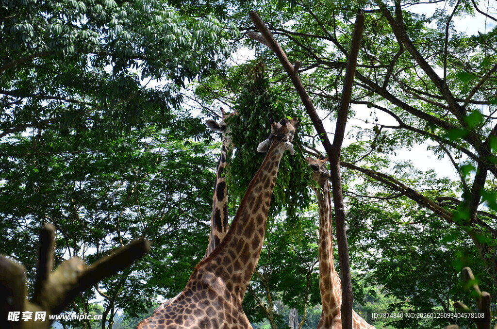 长颈鹿于繁茂树林中进食