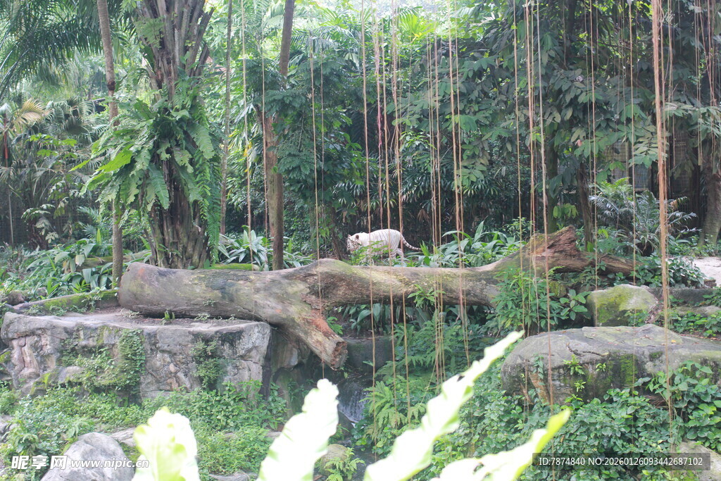 丛林中的岩石与绿植景观