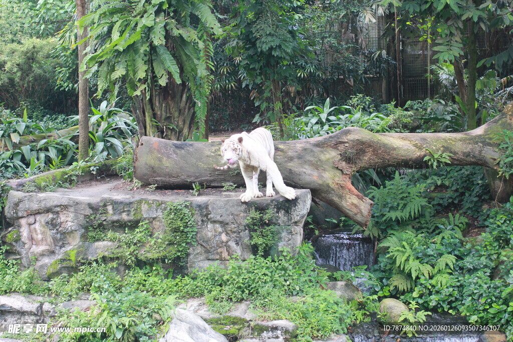 石上休憩的白虎